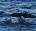Whale watching in Sydney. Best places to see whales (Southern hemisphere) winter and spring is whale watching season. Depending on time you can see Humpback whales going North to give birth and mate in the waters of the Coral...