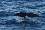 Tail of Southern Right Whale Tail of Southern Right Whale