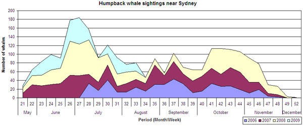 humbacks sightings