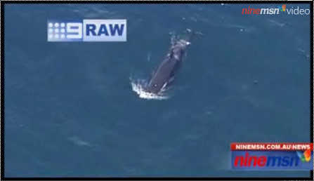 Whale watching in Sydney. What is best time