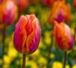 Tulipa Princess Irene