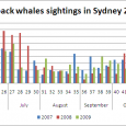 This year whale watching season in Sydney is almost over.  Some people are still lucky to see breaching humpback whales or even very rare Bryde’s whales, but in general sighting...