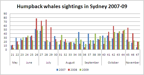 whale sightings in sydney