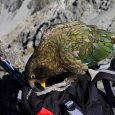 Are there any dangerous animals in New Zealand? I would call them annoying,but not dangerous. Here is top 3 creatures you'll meet in NZ.