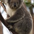 What is best place to see koalas in Australia? Great Ocean roan would be the place.Just look above your head when driving along this road.