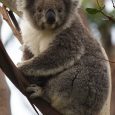 Where to see koalas in the wild in Australia I love animals, like to watch them, but not in the zoo. I prefer to see wild animals in the wild. Of course not everything you can see in the...