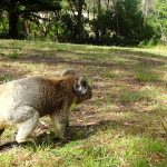 koala on the ground in Bimbi park, Victoria, Australia