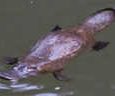 Are you looking where to see platypus? Eungella National Park in Australia probably is the best place to watch platypus in the wild.