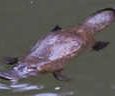 Where to see platypus in the wild If you are traveling on most popular tourist route in Australia from Sydney to Cairns then you have good possibility to spot platypus in Eungella National Park. Park is located...