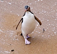 Where to see penguins in New Zealand