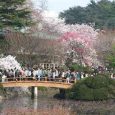 Is it very expensive? Cherry blossom season is coming in Japan and a lot of people would love to visit Japan, but afraid it can be very expensive. Actually it...