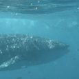 Swimming with whale sharks in Coral Bay Coral Bay is undeservedly overshadowed by Exmouth, which is call gateway to Ningaloo reef, but Coral Bay is closer to the Ningaloo Reef and you can swim with whale sharks in Coral Bay too.