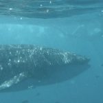 whale_shark_ningaloo whale_shark_ningaloo