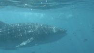 Swimming with whale sharks in Exmouth, Western Australia - tour prices comparison, best time for a swim with whale sharks.