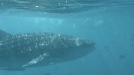 Swimming with whale sharks: when, where and tour prices Swimming with whale sharks in Exmouth, Western Australia - tour prices comparison, best time for a swim with whale sharks.