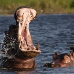 hippopotamus, Okavango Delta