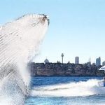 Whale watching Sydney Whale watching Sydney