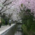 Time is coming for cherry blossom season in Japan. In South Japan it is already open, but the main season starts in early April. There are hundreds site where you...