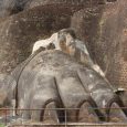 Trip to Sri Lanka. First day.Sigiriya(Rock) – a large stone and ancient rock fortress,Polonnaruwa – 1000 years old ruins and wild elephants.