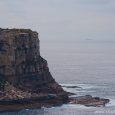 During nice and calm days there are places where it is possible to see whales from the shore in Sydney. Check this map.