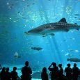 List if aquariums where you can see and swim with whale sharks in captivity.
