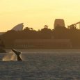 Whale watching in Sydney. Best time, places and tour prices Whale watching Sydney. Best time and places for whale watch in Sydney, Sydney's whale watching tour price comparison, humpback whale sightings charts.