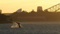 Whale watching in Sydney. Best time, places and tour prices Whale watching Sydney. Best time and places for whale watch in Sydney, Sydney whale watching tour price comparison, humpback whale sightings in Sydney charts, map with places for coastal whale watch in Sydney and Manly