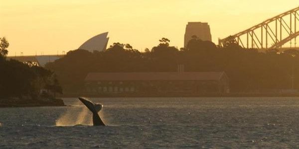 Whale watching Sydney. Best time and places for whale watch in Sydney, Sydney's whale watching tour price comparison, humpback whale sightings charts.