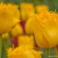 You can see over one million flowers in bloom in Canberra's Commonwealth Park during Floriade - Tulips festival in Canberra