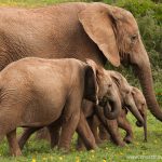 Elephants at Addo National park in South Africa