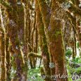 Weekly Travel Photo. Rain forest near Lake Marian On your hike to Lake Marian you will need to pass this beautiful rain forest.