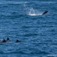 Dolphins in Exmouth (video) You can expect to get some bonus - dolphins game - if you are planning a trip to Western Australia for a swim with whale sharks.