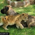 Walking with lions in South Africa Horseback Africa lies half an hour outside of Pretoria in South Africa. It is a beautiful, secluded and enchanting animal sanctuary. Whilst visiting this sanctuary, I had the experience of a lifetime: I walked with the lions.