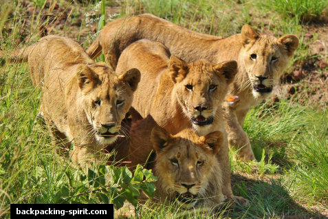 Group of lions