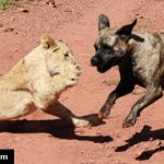 Lion plays with dog