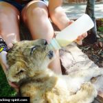 Feeding lion with milk