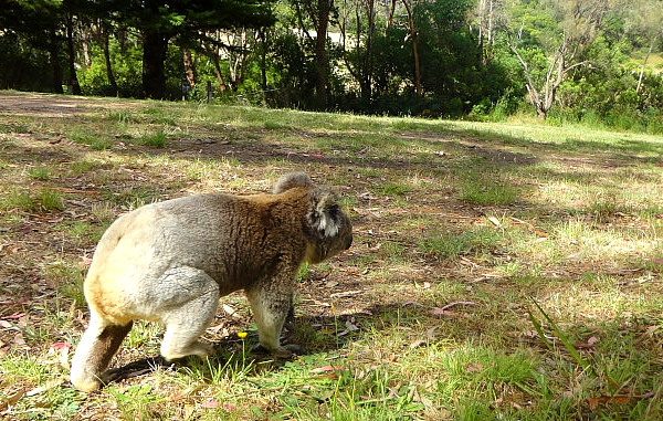 koala on the ground in Bimbi park, Victoria, Australia