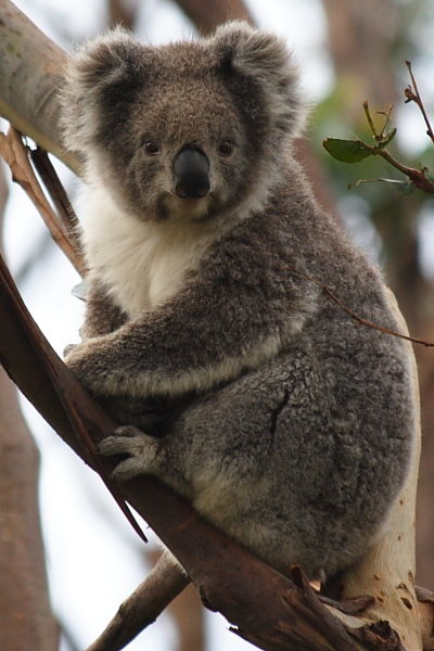 Koala at Great Ocean Road, Australia