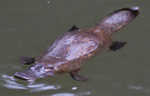 Where to see platypus in the wild