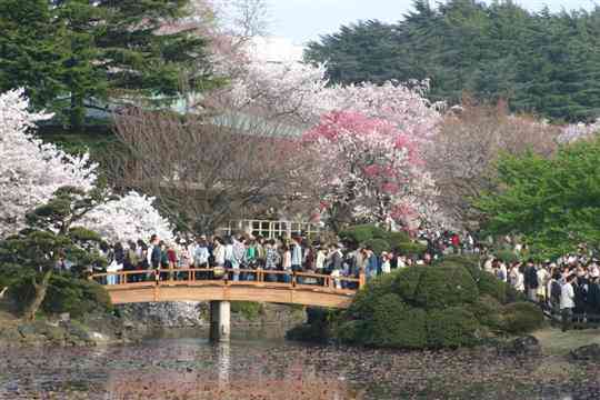 Best time for cherry blossom (sakura) viewing in Japan