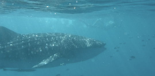 Swimming with whale sharks in Coral Bay