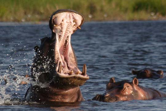 hippopotamus, Okavango Delta