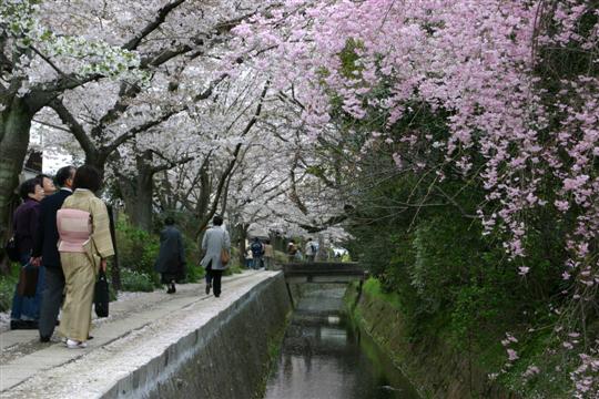 Cherry blossom at Tetsugaku-No-Michi, Philosopher's Path, Kyoto