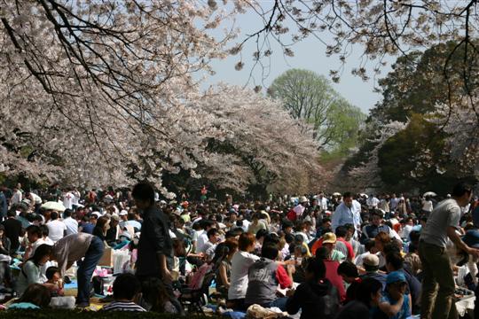Cherry blossom at Shinjuku Gyoen Garden, Tokyo 
