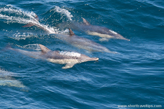 Dolphins in Sydney