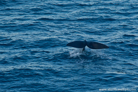 Whale tail seen from South Head in Sydney