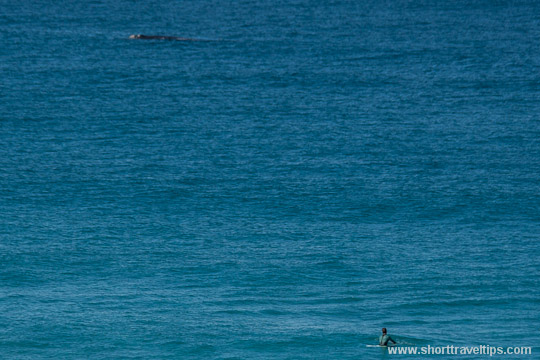 Humpback whale and surefer at Bondi beach in Sydney, Australia