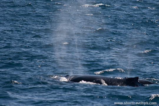 Humpback whale near Sydney