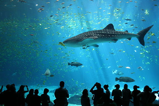Top 5 largest aquariums in the world to see whale sharks