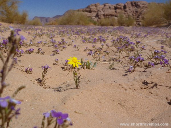 Spring flowers Wadi Rum Desert in Jordan